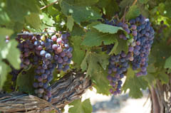 20090204_grapes