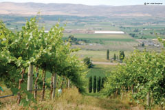 Upland Vineyards
