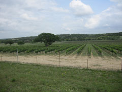 Driftwood Estate Winery vineyards