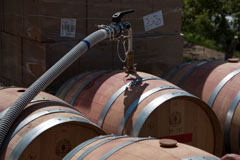 Pumping the wine out of the barrels