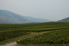 Vineyards in the Okanagan Valley, B.C.