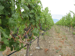 Vineyard in the Okanagan Valley