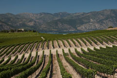 Benson Vineyards in the Lake Chelan AVA