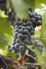 Grapes ready for harvest