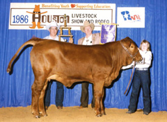 Kori with her Grand Champion Red Brangus heifer at the 1986 Houston Livestock Show and Rodeo